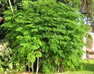 کشت گیاه معجزه‌گر مورینگا برای نخستین بار در دهلران کلید خورد