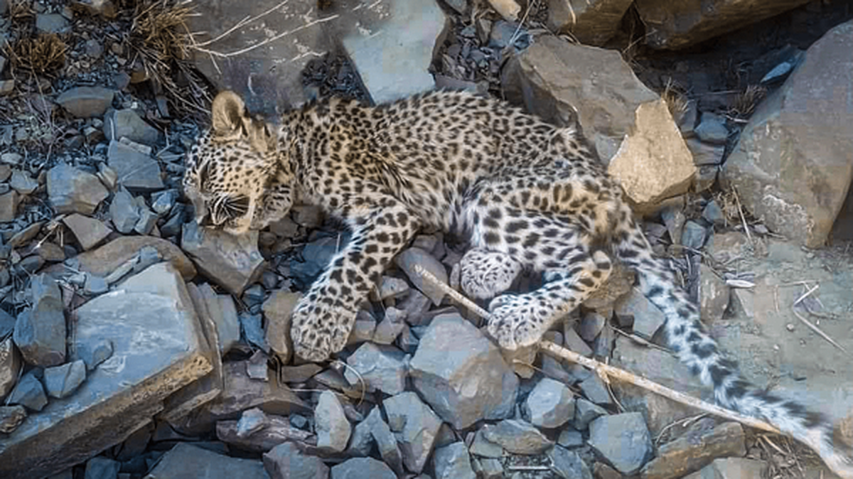 جزئیات تلف شدن توله پلنگ ایرانی در بشاگرد