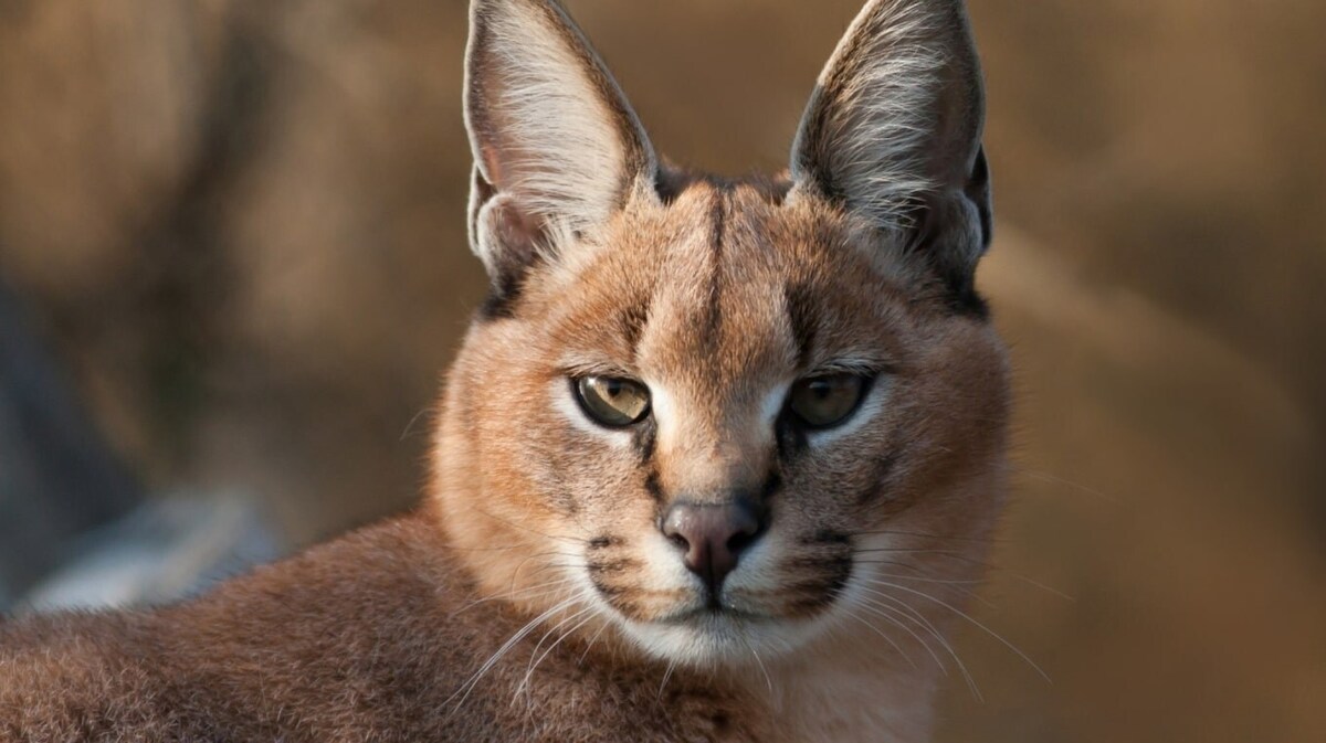 مشاهده و ثبت یک قلاده کاراکال در پارک ملی توران + فیلم