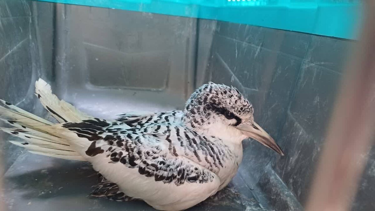 ‏ثبت گونه کمیاب نوک سرخ دریایی در استان هرمزگان