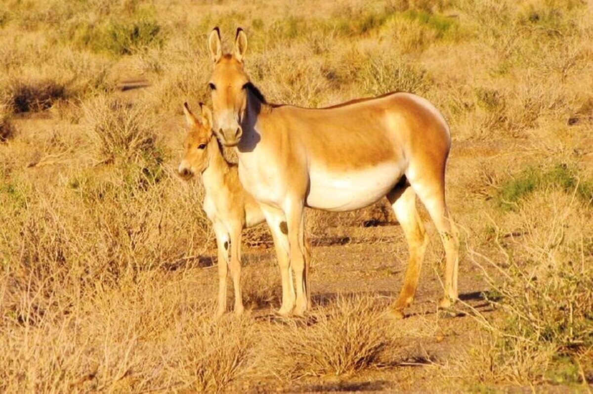 موفقیت زیست‌محیطی ایران در پایداری جمعیت گورخر آسیایی در «آفریقای ایران»