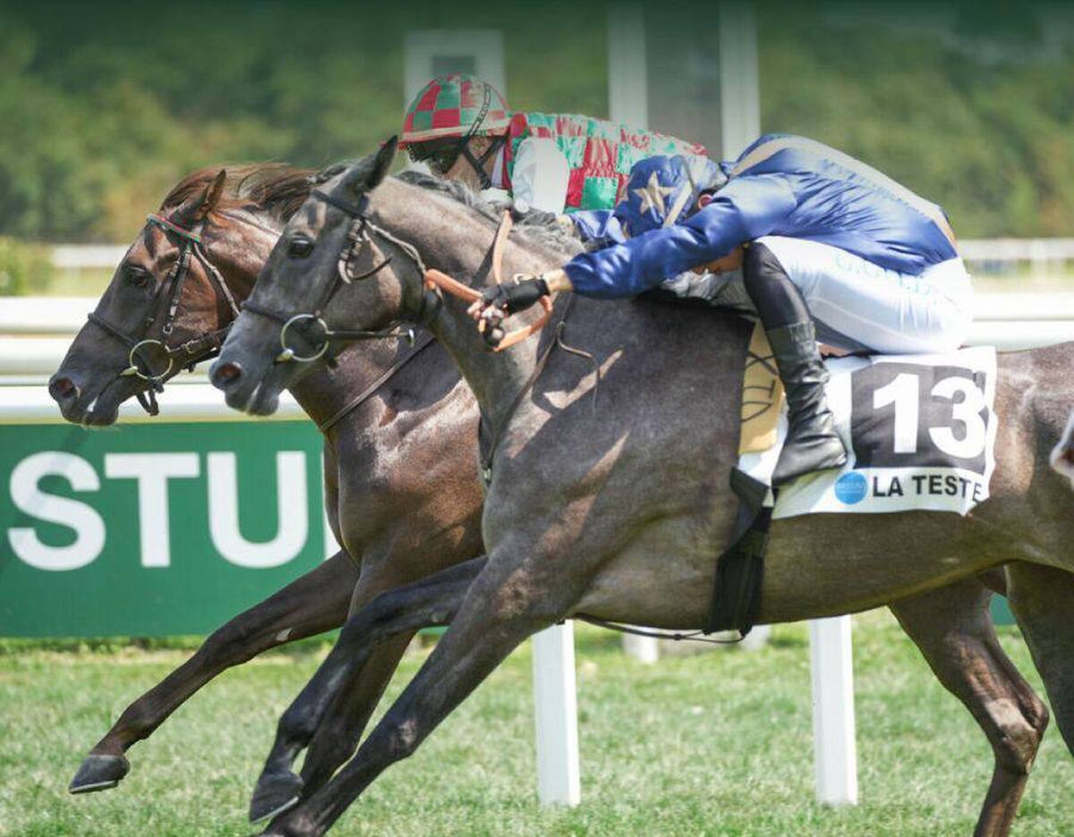 دو اسب از ایران شانس قهرمانی کورس معتبر فرانسه