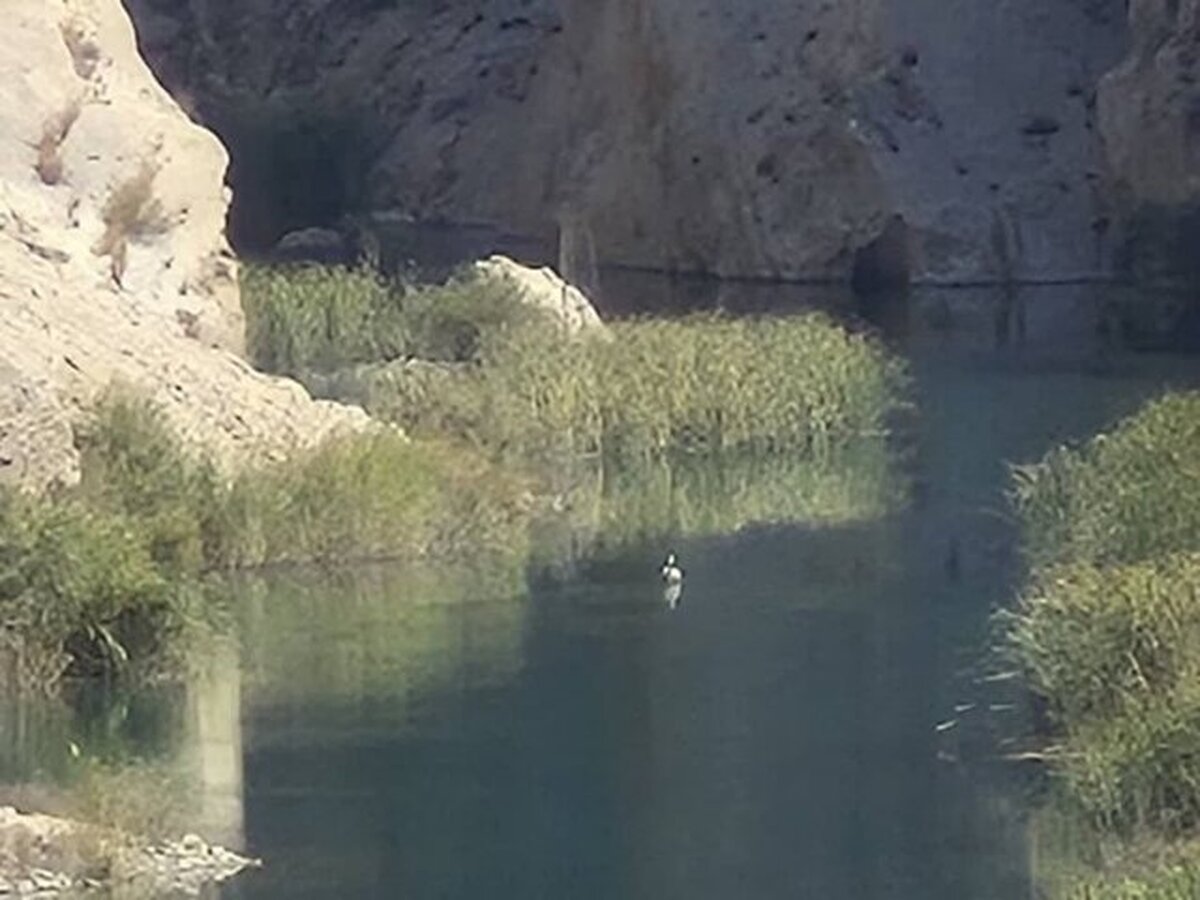 پلیکان مهاجر در آغوش رودخانه قره‌آغاج رها شد