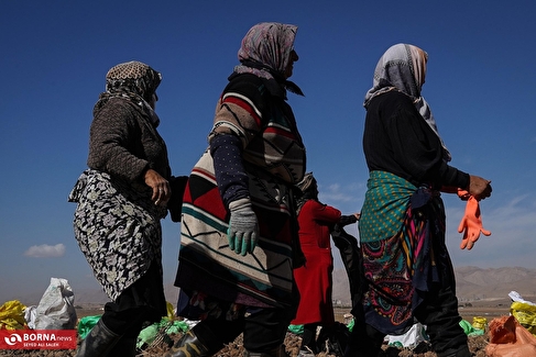 برداشت سیب زمینی در فیروزکوه