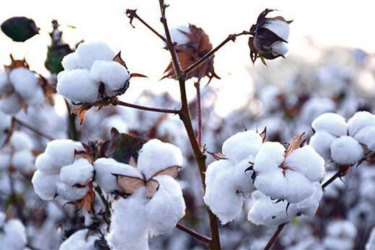 رقم جدید پنبه با نام "جهش" آغازی فصل نو در توسعه پنبه