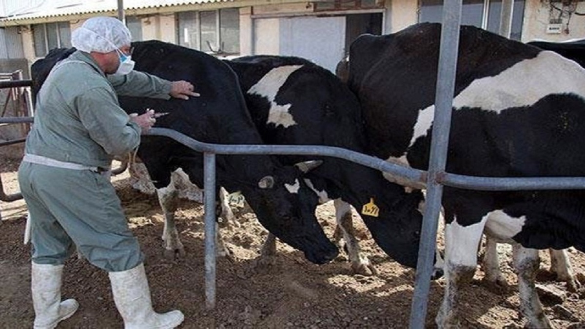 سازمان غذا و دارو در واکنش به شیوع تب برفکی: دامپزشکی مرجع اصلی است