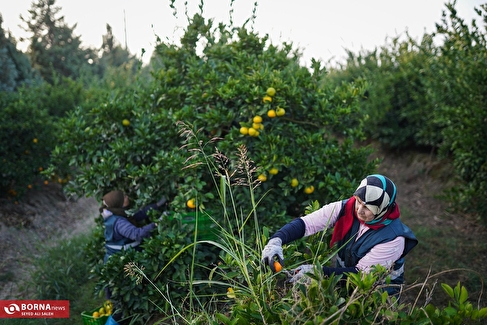 برداشت نارنگی در هاشم‌آباد گرگان
