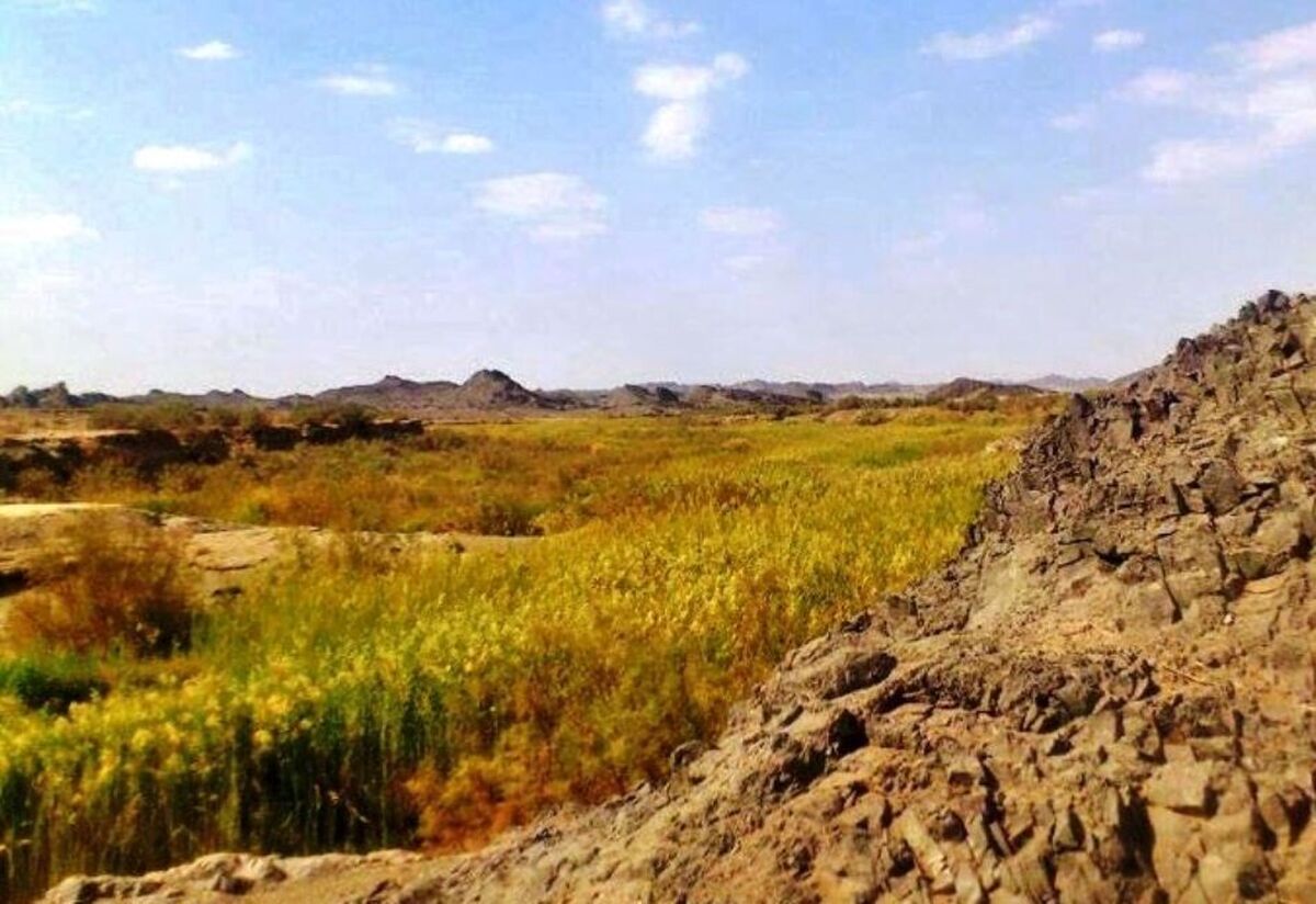 تهدید بقای حیات وحش ایرانشهر درپی خشکسالی ها از تثبیت شن‌های روان تا مالچ‌پاشی