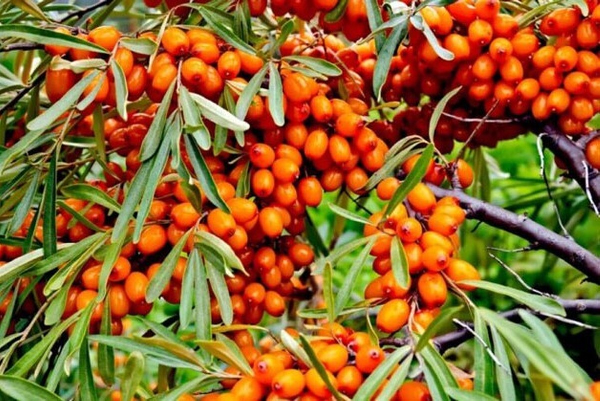 پیش‌بینی برداشت بیش از ۴۰ تن سنجد در آذربایجان‌غربی