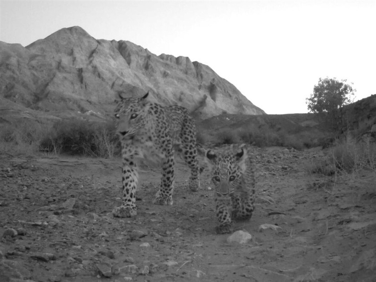 ثبت حضور سه پلنگ ایرانی در پناهگاه حیات وحش عباس آباد/ ذخیره‌گاه ارزشمند حیات وحش در استان اصفهان