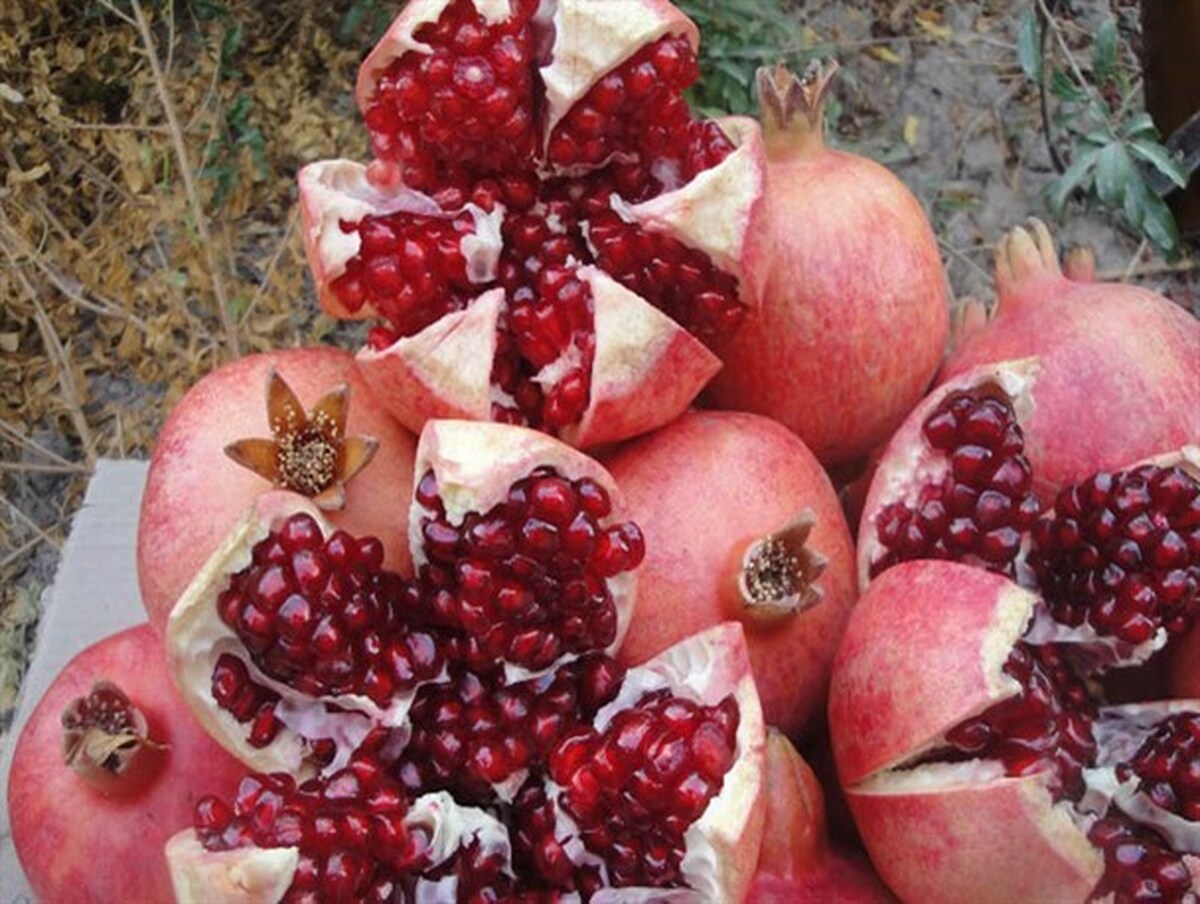 آغاز برداشت انار در سیروان