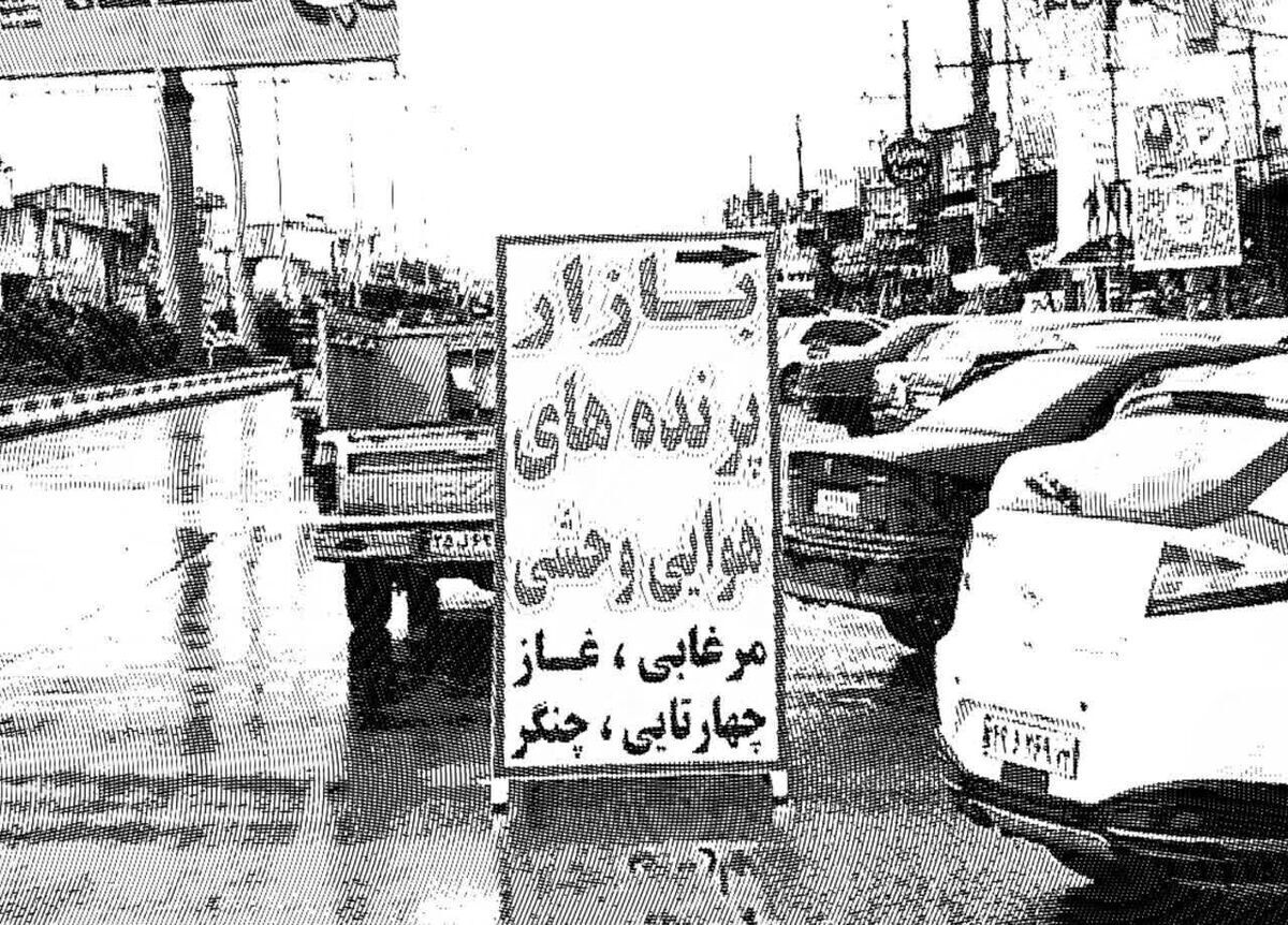 آیا چراغ بازار پرندگان فریدونکنار کماکان خاموش می‌ماند؟