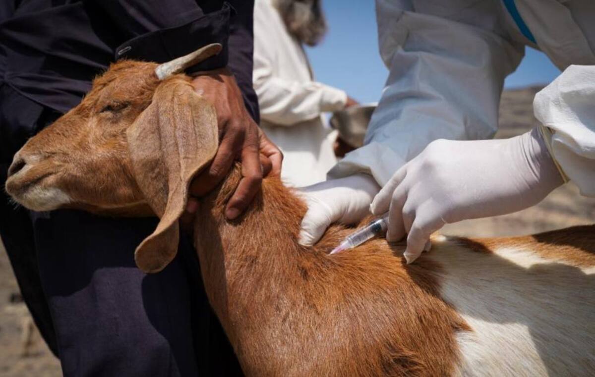 ۳۶ میلیون دام علیه بیماری‌ها واکسینه شدند/ هیچ خللی در تولید واکسن وجود ندارد