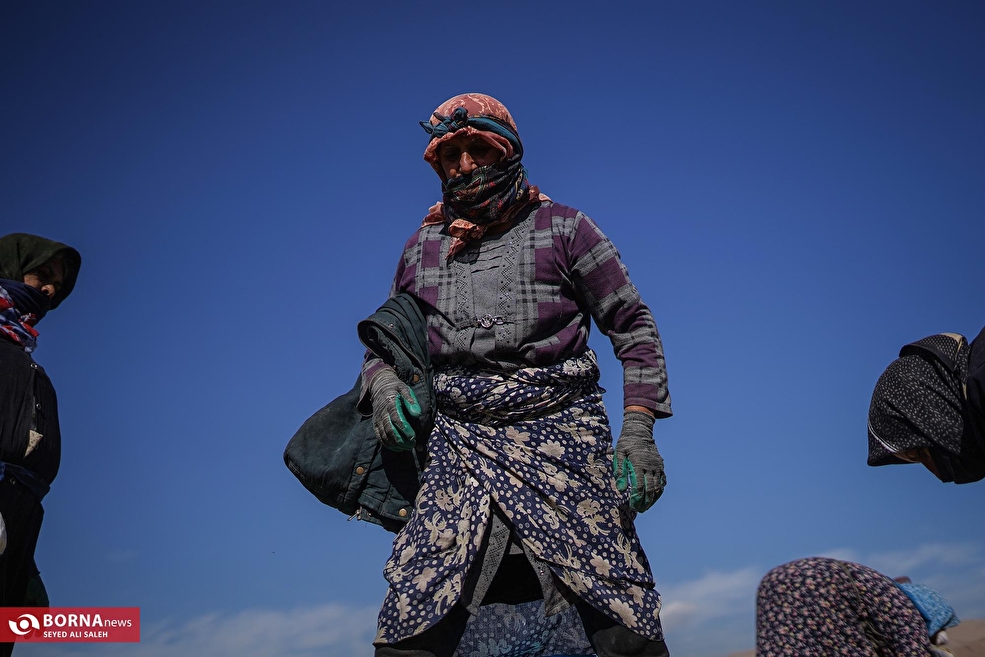 برداشت سیب زمینی در فیروزکوه