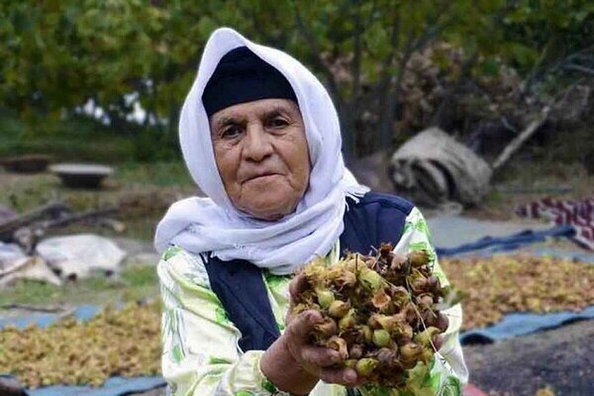 جشن خرمن و برداشت فندق در رویداد گردشگری کشور ثبت شد