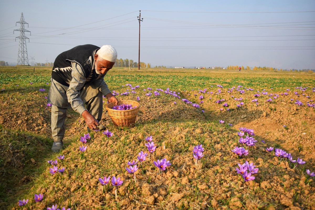 کشت زعفران در کشمیر هند