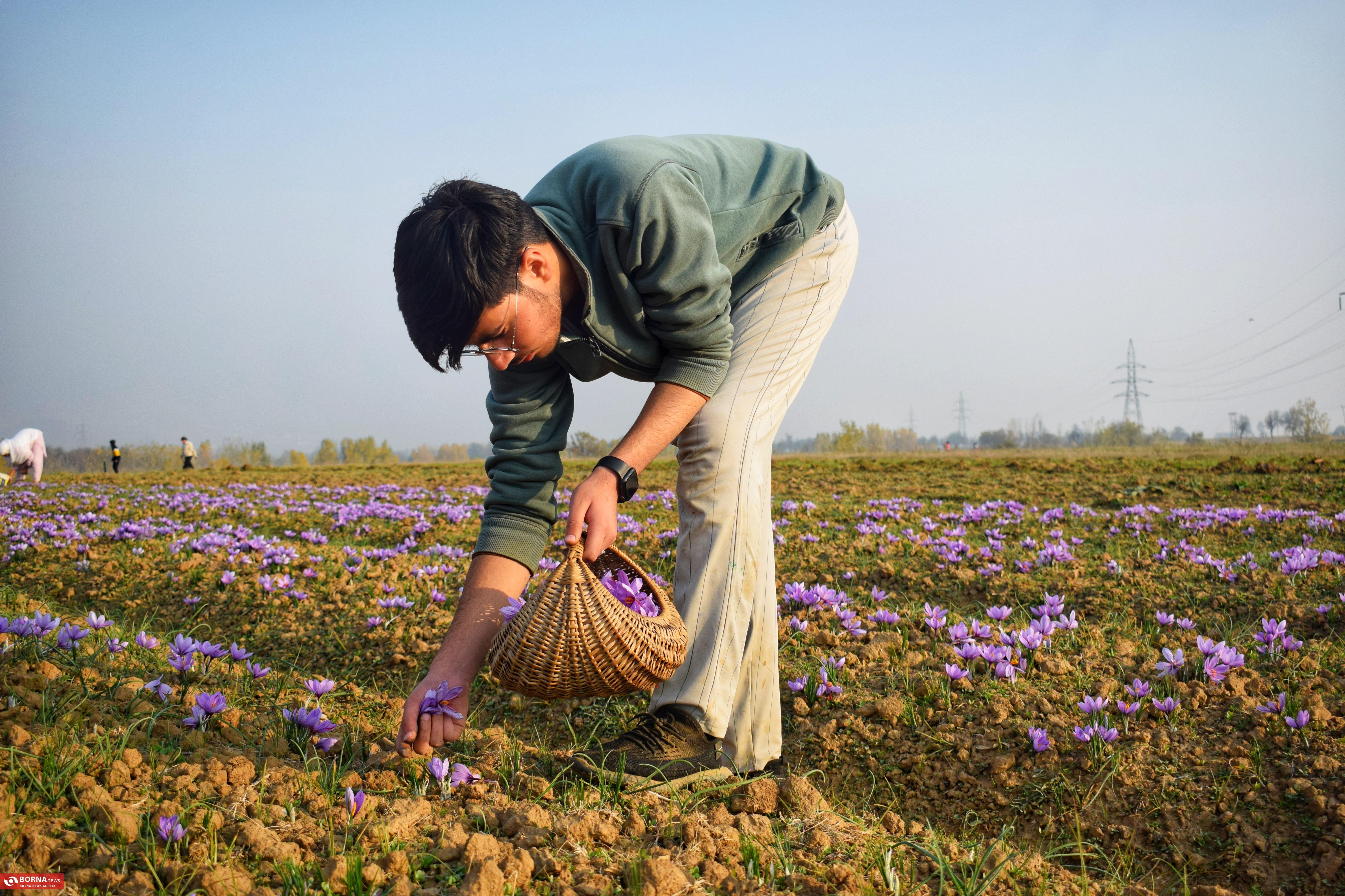 کشت زعفران در کشمیر هند کشت زعفران در کشمیر هند