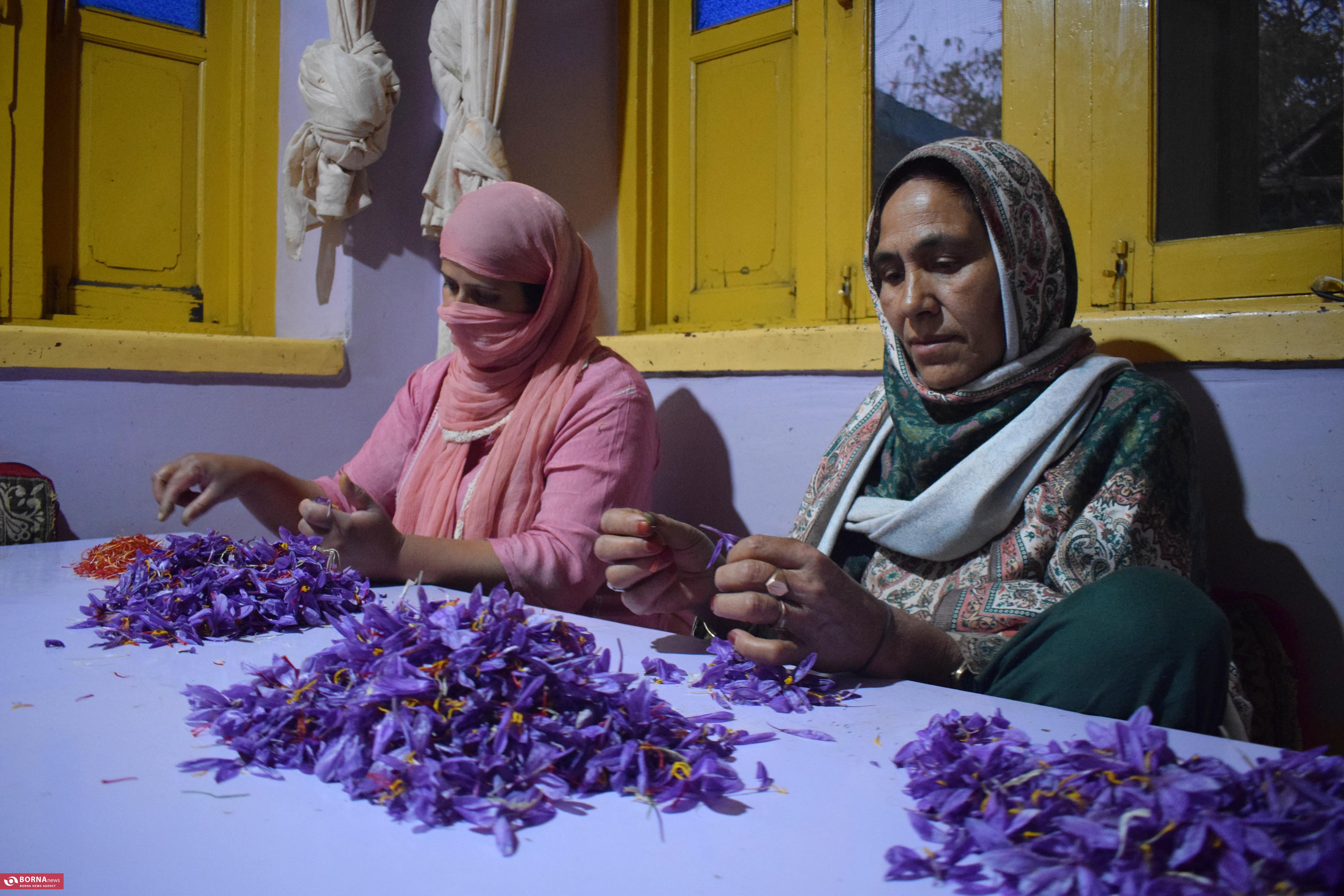 کشت زعفران در کشمیر هند کشت زعفران در کشمیر هند