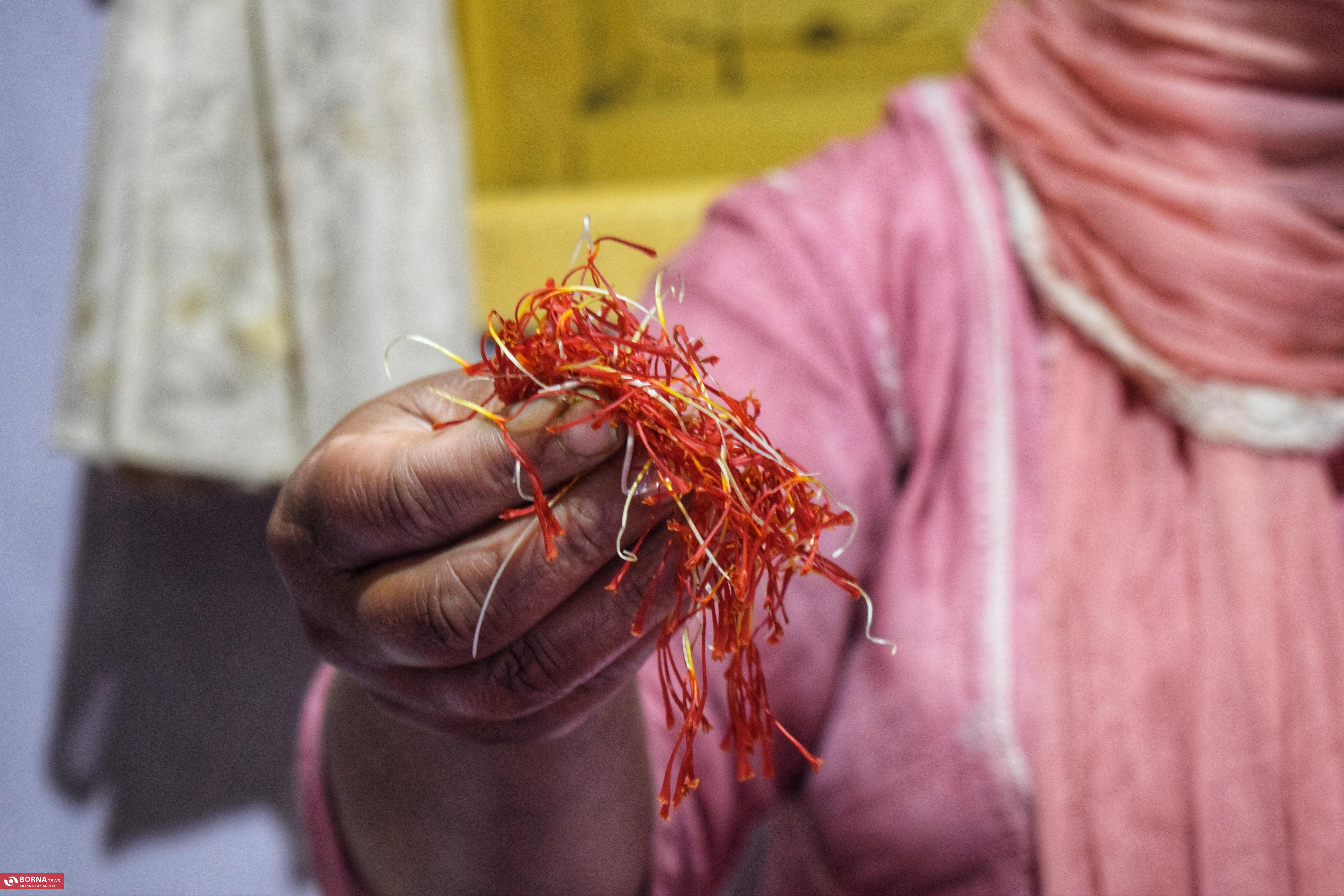 کشت زعفران در کشمیر هند کشت زعفران در کشمیر هند