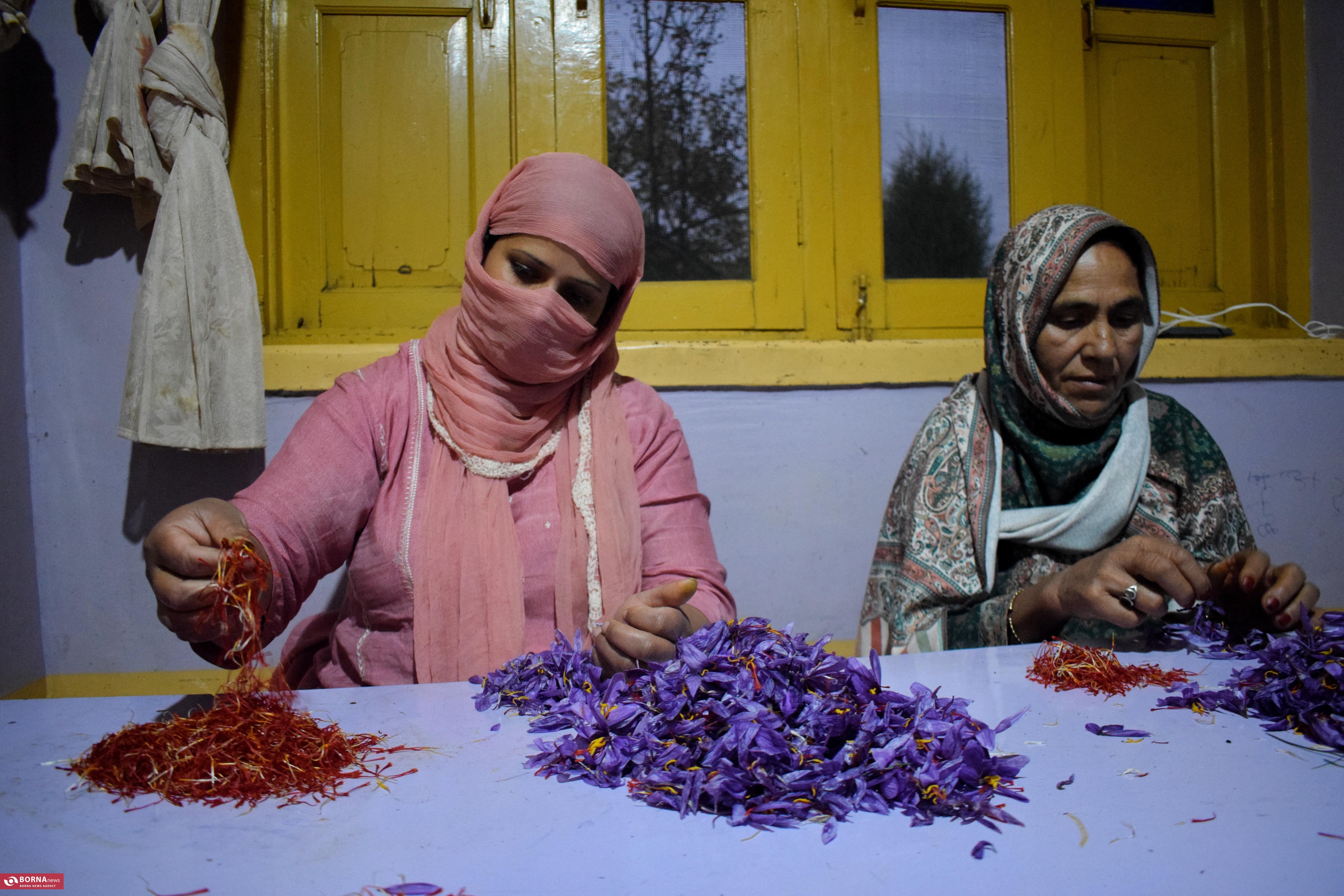 کشت زعفران در کشمیر هند کشت زعفران در کشمیر هند