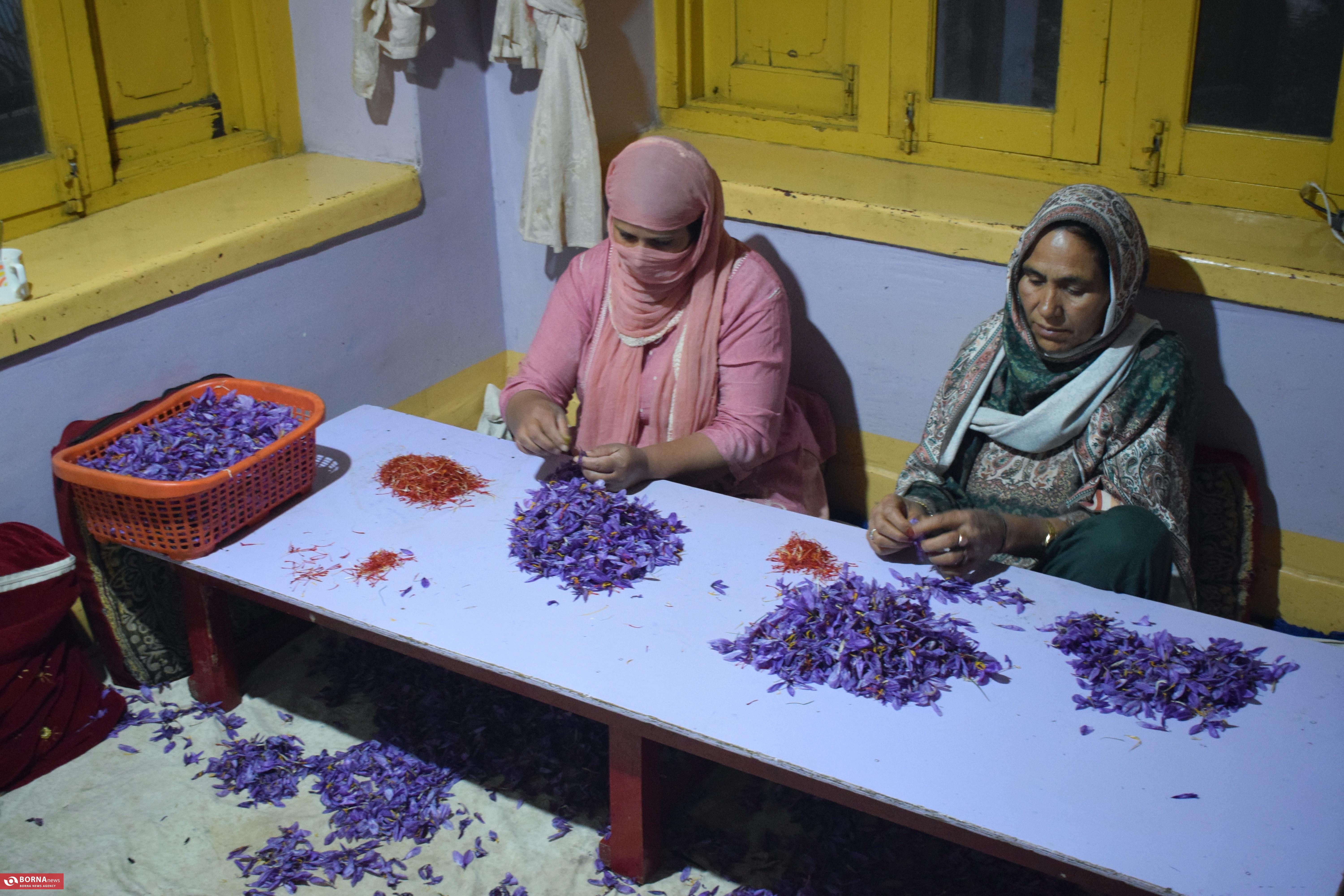کشت زعفران در کشمیر هند کشت زعفران در کشمیر هند