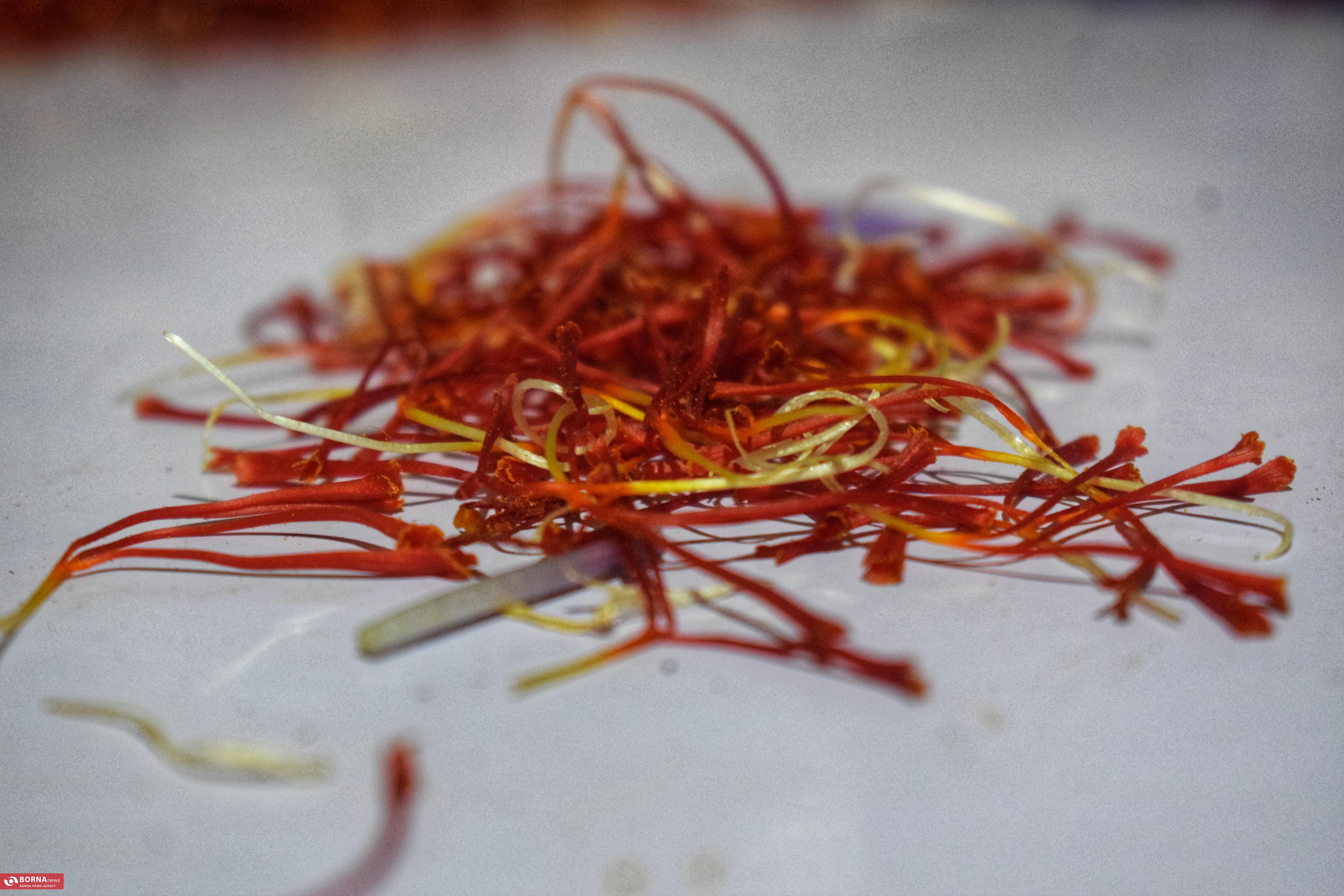 کشت زعفران در کشمیر هند کشت زعفران در کشمیر هند