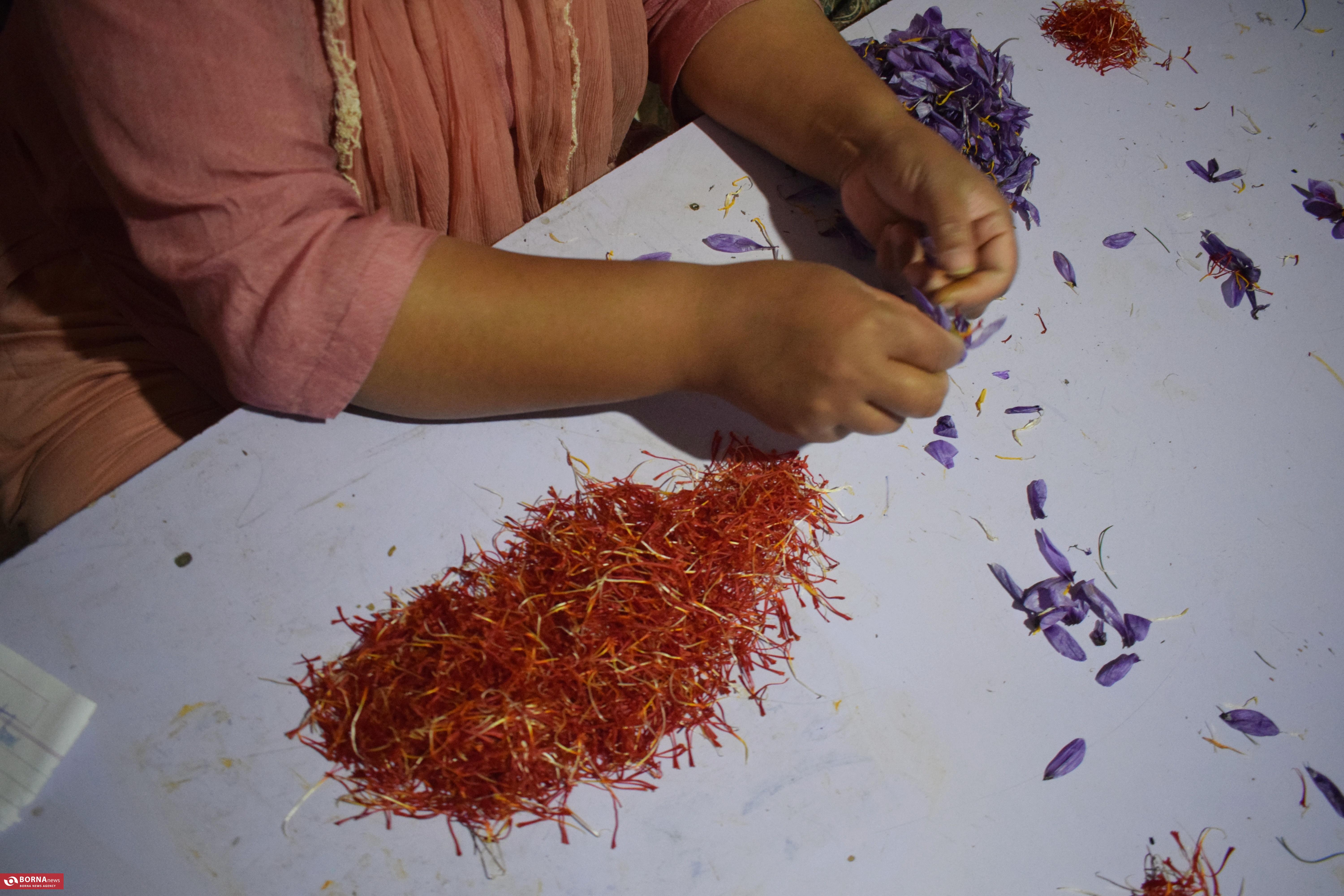 کشت زعفران در کشمیر هند کشت زعفران در کشمیر هند