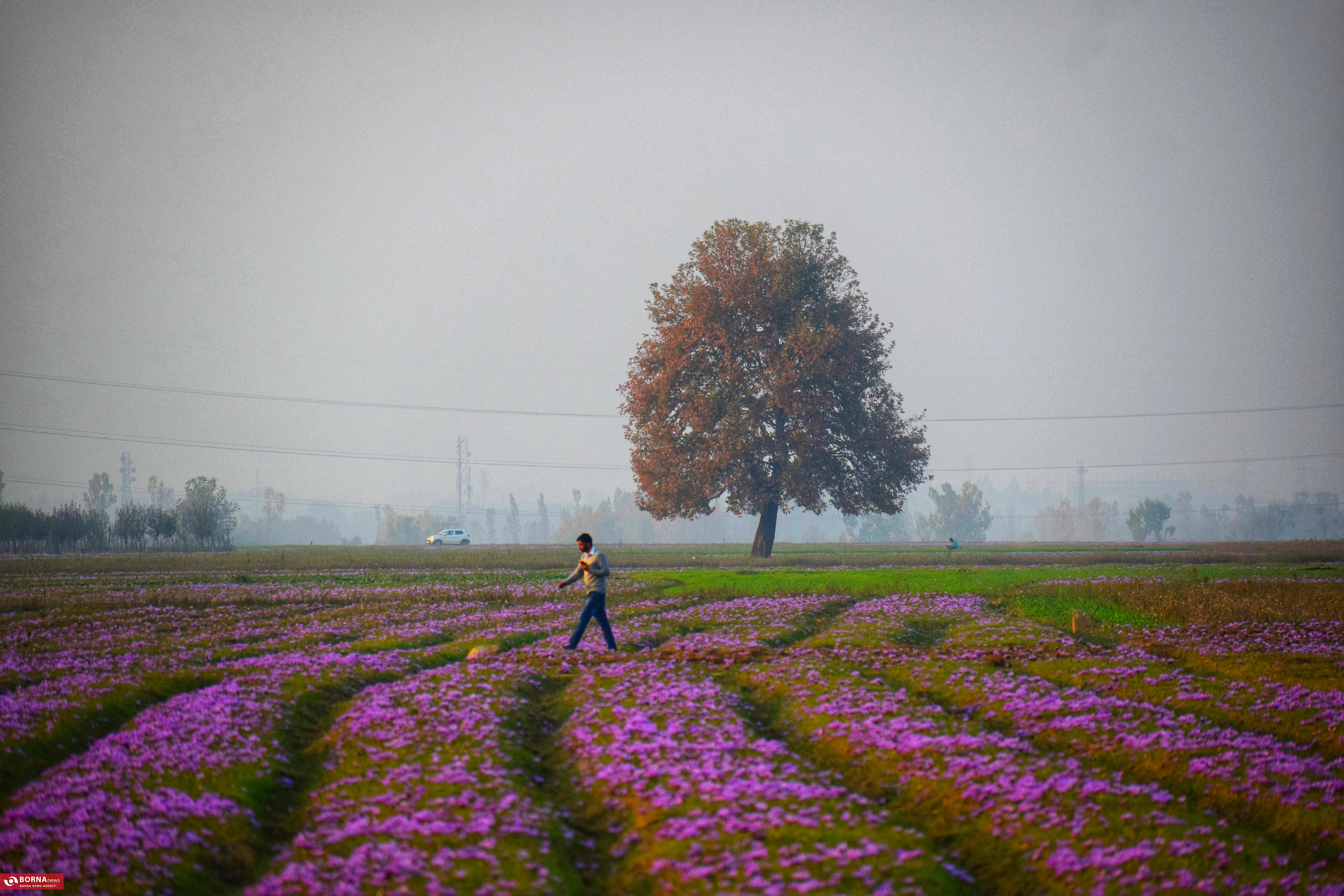 کشت زعفران در کشمیر هند کشت زعفران در کشمیر هند
