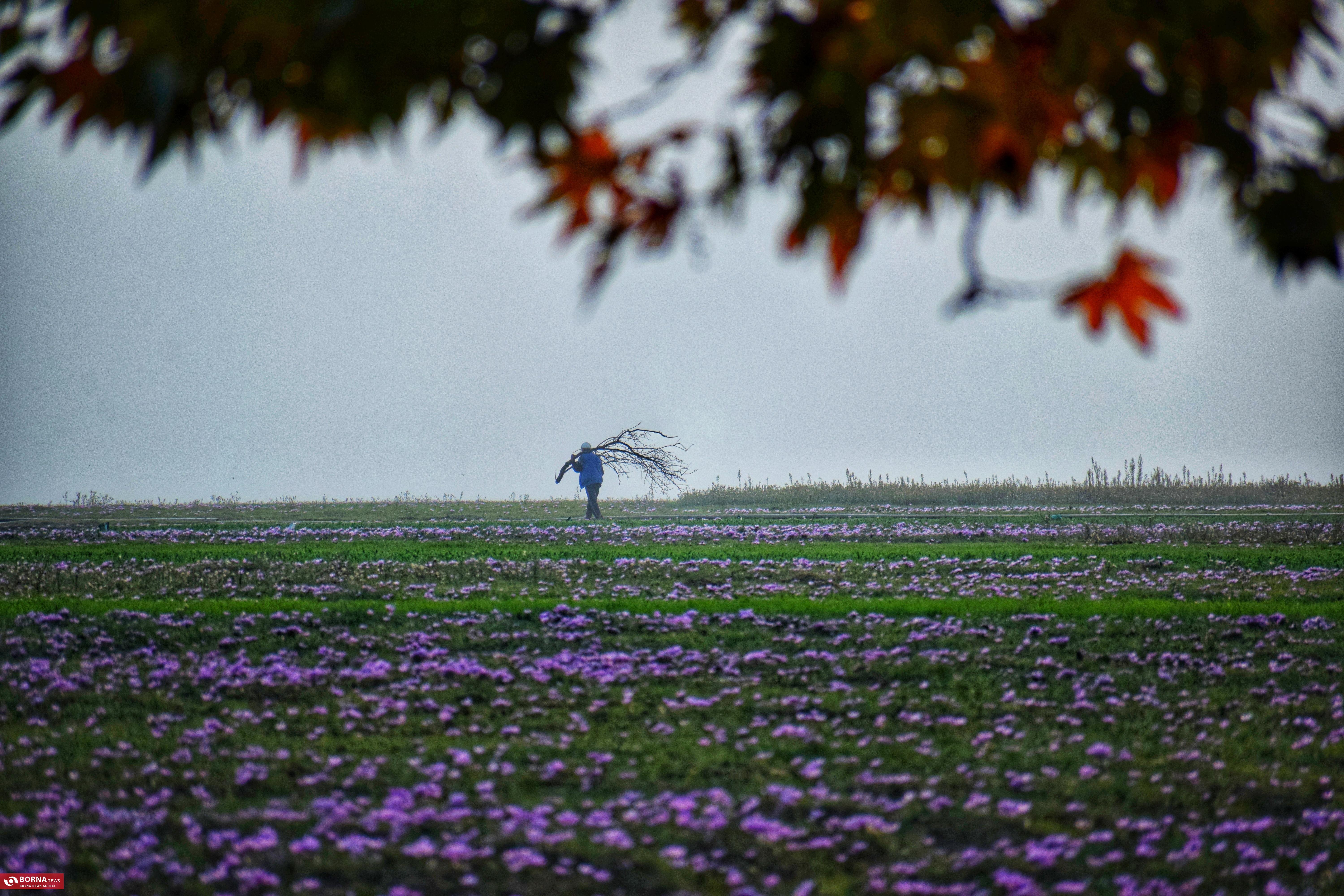 کشت زعفران در کشمیر هند کشت زعفران در کشمیر هند