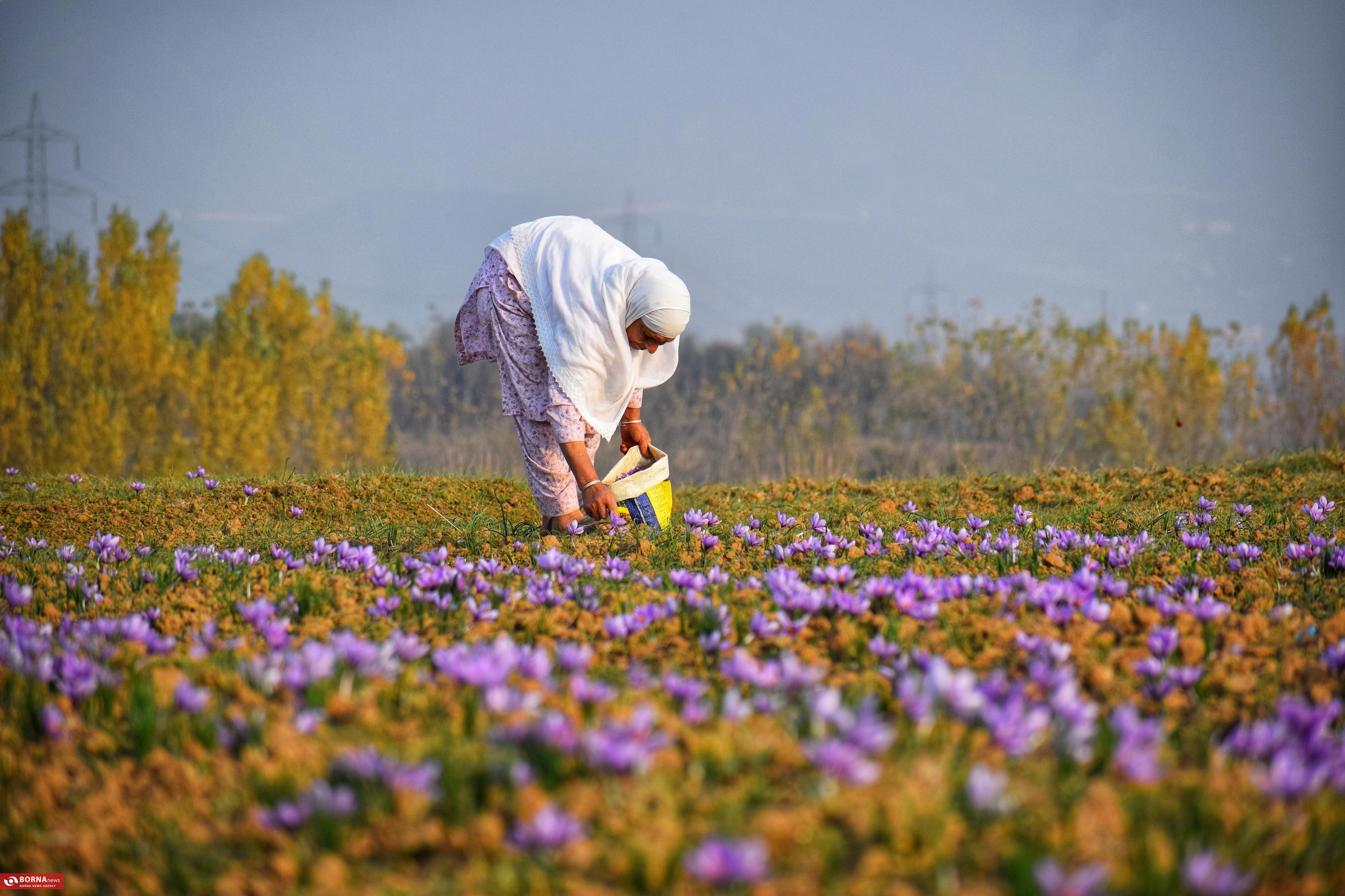 کشت زعفران در کشمیر هند کشت زعفران در کشمیر هند
