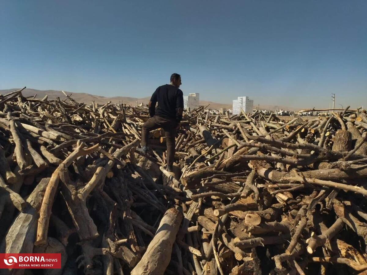 هیچ اغماضی در برابر متخلفان جنگل‌خواری در کرمانشاه نخواهیم داشت/ کشف یک تُن چوب بلوط