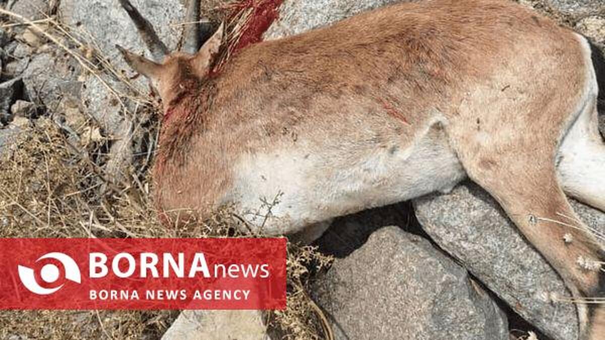 باند شکار غیرمجاز در چهارباغ منهدم شد