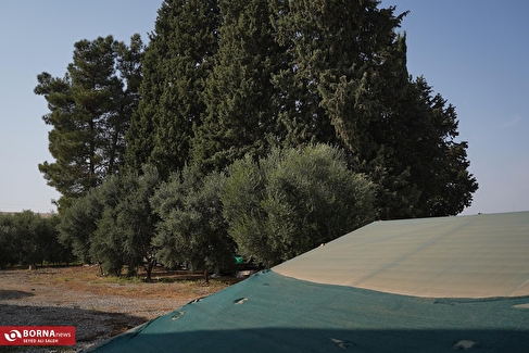 برداشت زیتون در علی آبادکتول