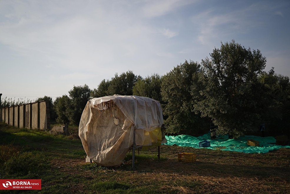 برداشت زیتون در علی آبادکتول