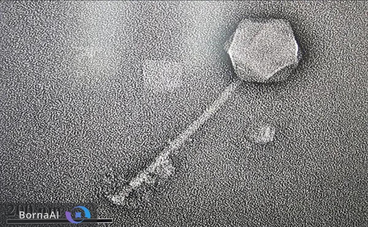 رمزگشایی ژنوم بزرگ‌ترین ویروس باکتری‌کش جهان با هوش مصنوعی