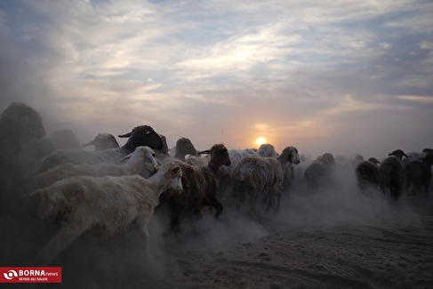 دامپروری در روستای چپرقویمه