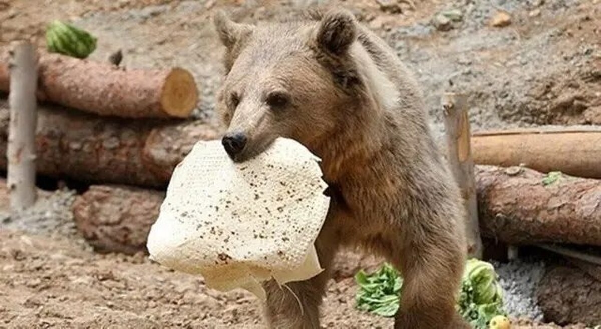 حمله خرس به یک کوهنورد در پیرانشهر