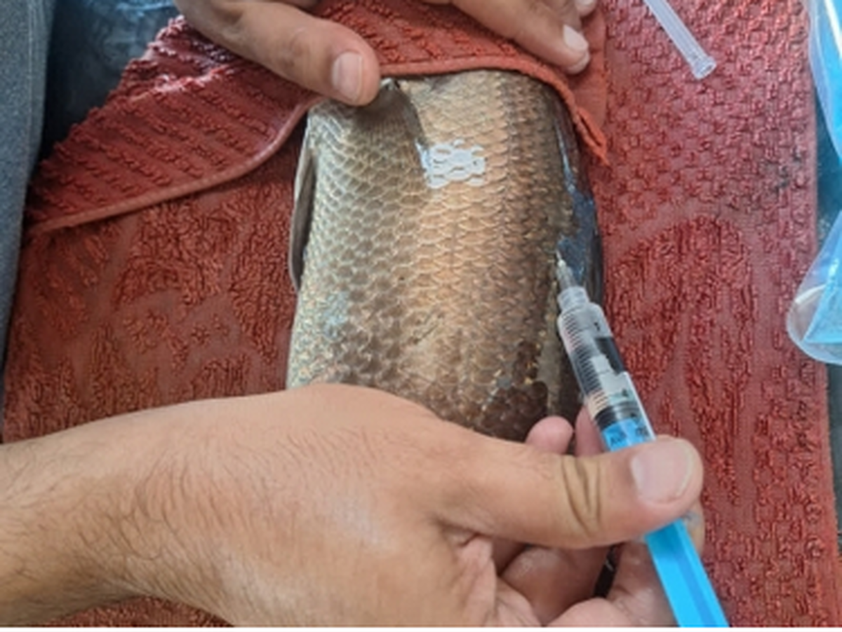 محققان جنوب کشور روش تکثیر مصنوعی ماهی باس دریایی را متحول کردند