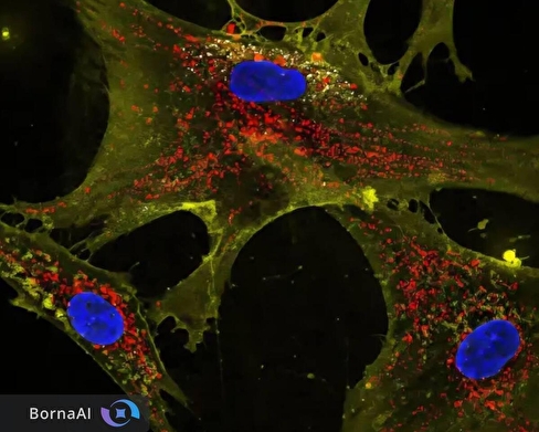 نانوگل‌ها باتری تازه برای سلول‌های پیر انسان+فیلم