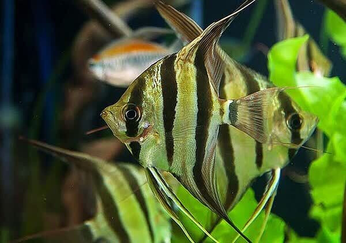 تولید و پرورش 30 هزار قطعه ماهی زینتی در بیضا