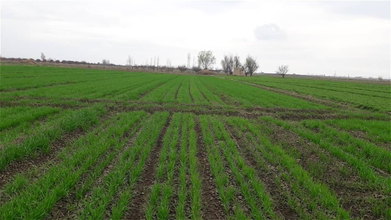 تحقق ۸۴ درصدی برنامه کشت غلات در اراضی زراعی استان قزوین