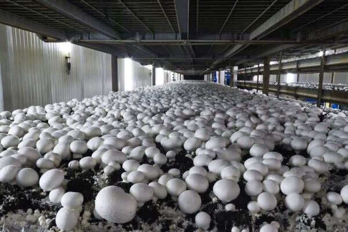 تولید سالانه قارچ در قزوین از ۱۳ هزار و ۹۰۰ تن فراتر رفت