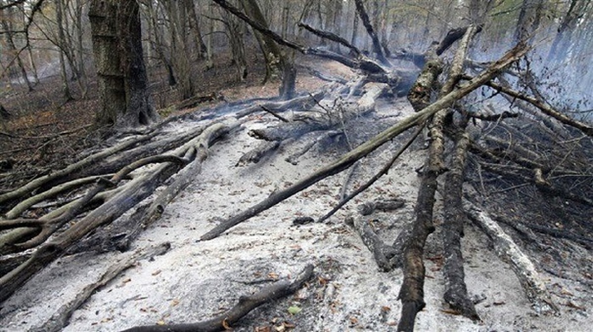پایان عملیات اطفا حریق در جنگل توسکستان گرگان