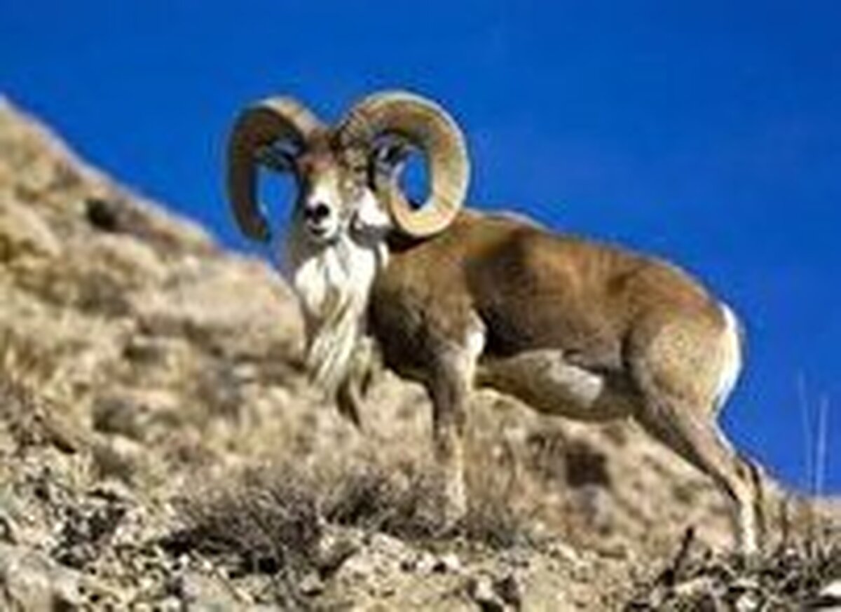 ده هزار و ۹۲۱ راس وحوش پارک ملی گلستان در سرشماری پاییزه شناسایی شدند