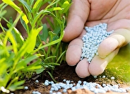 تامین ۹۳ هزار تن کود کشاورزان استان گلستان