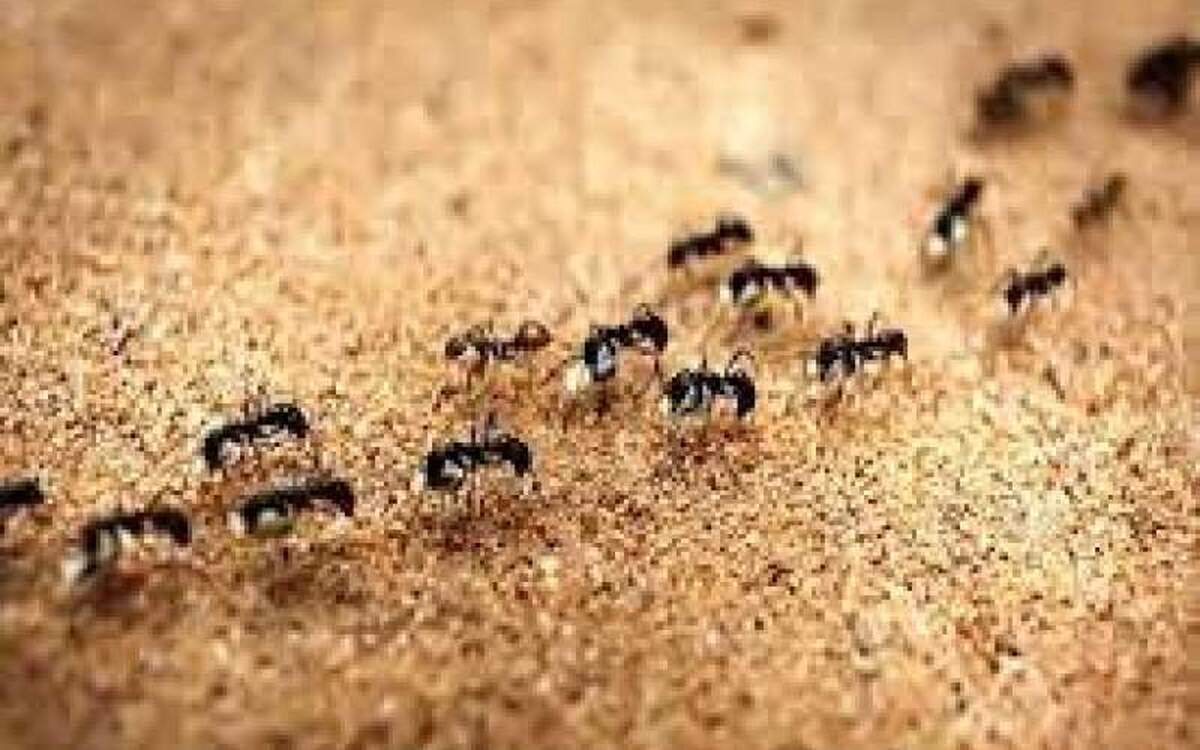 مورچه‌های جوان هنگام بیماری «درخواست مرگ» می‌کنند