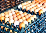 صادرات تخم مرغ خوراکی از استان مرکزی بیش از ۳ برابر افزایش یافت