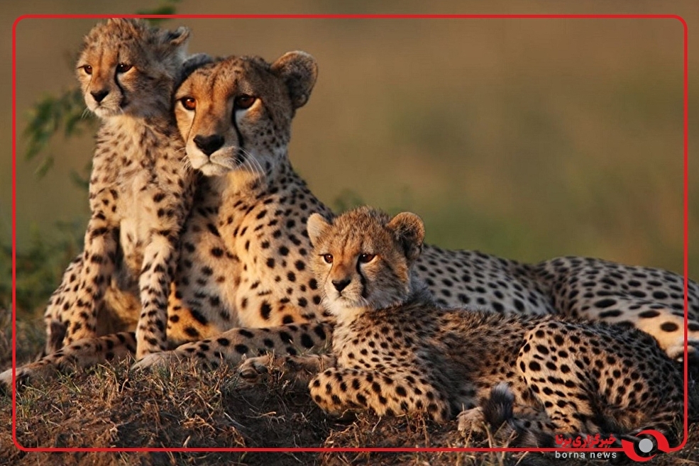 مشاهده ۴ پلنگ ایرانی در سوادکوه مازندران