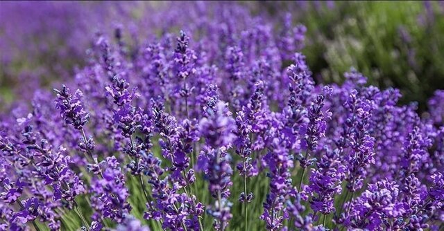 سطح زیر کشت گیاهان دارویی در ایلام ۲۶۰ هکتار است