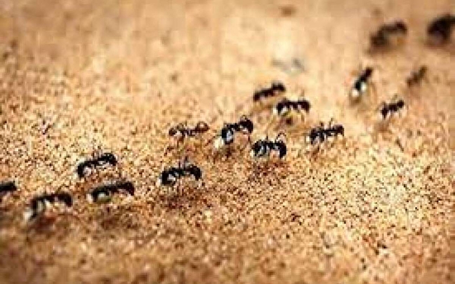 مورچه‌های جوان هنگام بیماری «درخواست مرگ» می‌کنند